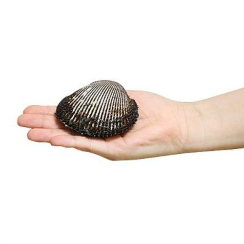 새꼬막 (300G)