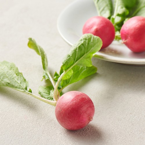 래디쉬 (55G/팩)