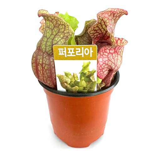 퇴충식물 퍼포리아