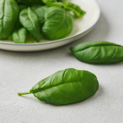 바질 (10G/팩)