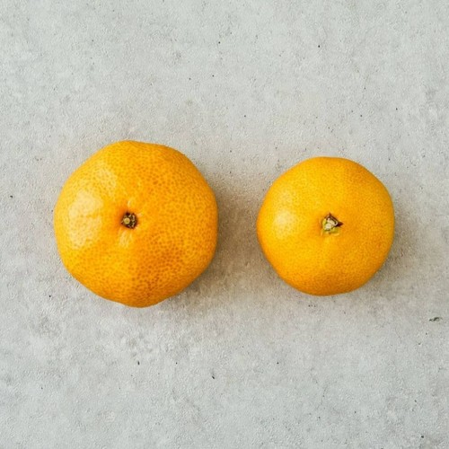 [농할할인가 7,960원] 제주 알찬 하우스 감귤 (1.4KG/팩)