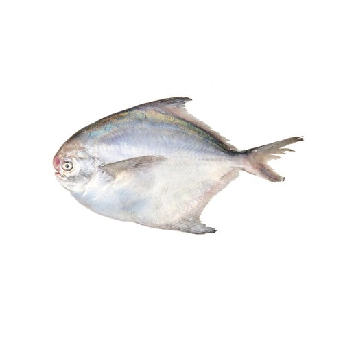 국산 병어 (마리)