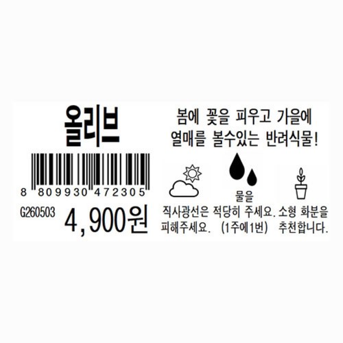 올리브