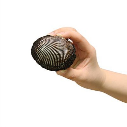 새꼬막 (300G)