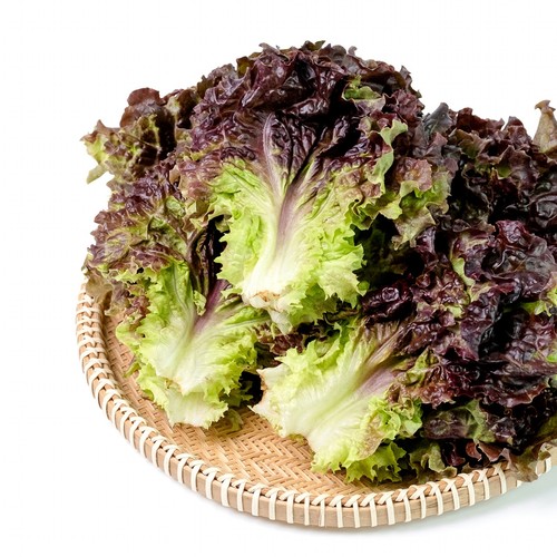 친환경 적상추 (80G/봉)