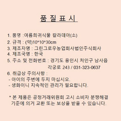 여름희귀식물 칼라데아 (소)
