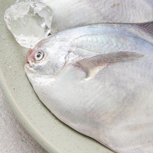 국산 생물 병어(중) (마리)