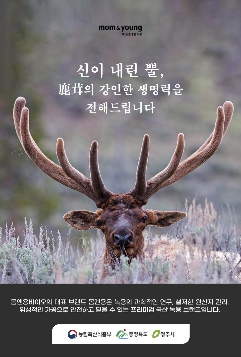 mom&young내 몸엔 좋은 녹용신이 내린 뿔,鹿茸의 강인한 생명력을전해드립니다몸엔용바이오의 대표 브랜드 몸엔용은 녹용의 과학적인 연구, 철저한 원산지 관리,위생적인 가공으로 안전하고 믿을 수 있는 프리미엄 국산 녹용 브랜드입니다.)농림축산식품부충청북도 청주시