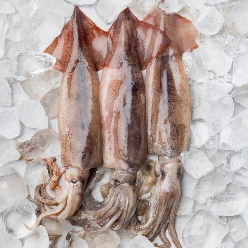 생물 오징어 (마리)