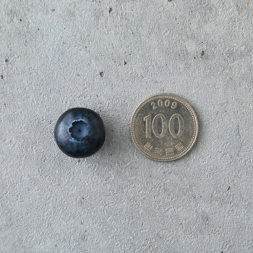 국산 블루베리 (400G/팩)