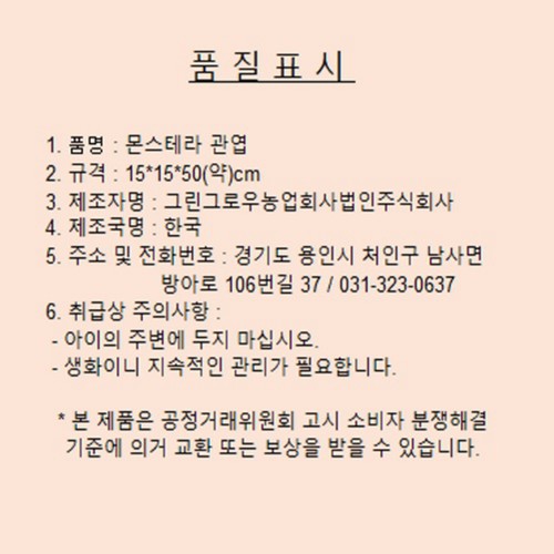 몬스테라 관엽