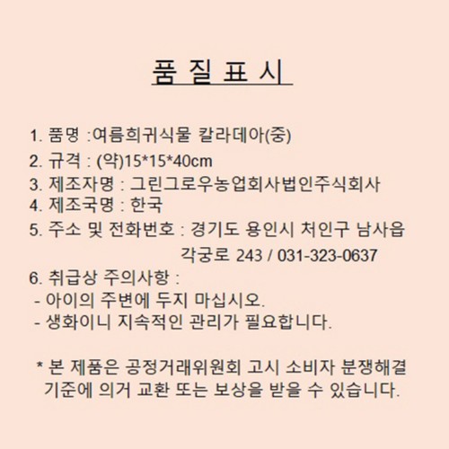 여름희귀식물 칼라데아 (대)
