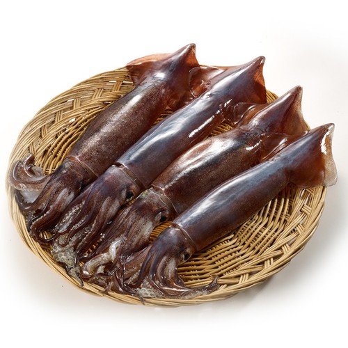 금어기 해제 후 첫 조업! 생물오징어 (마리)