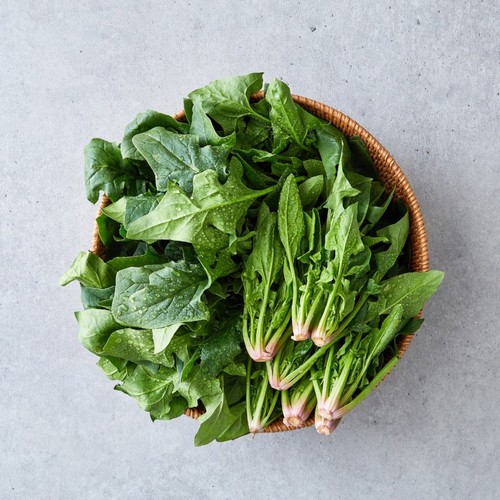 대관령 고랭지 시금치 (250G/단)