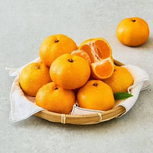 [농할할인가 7,960원] 제주 알찬 하우스 감귤 (1.4KG/팩)
