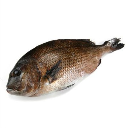 국산 생물 도미 (마리)